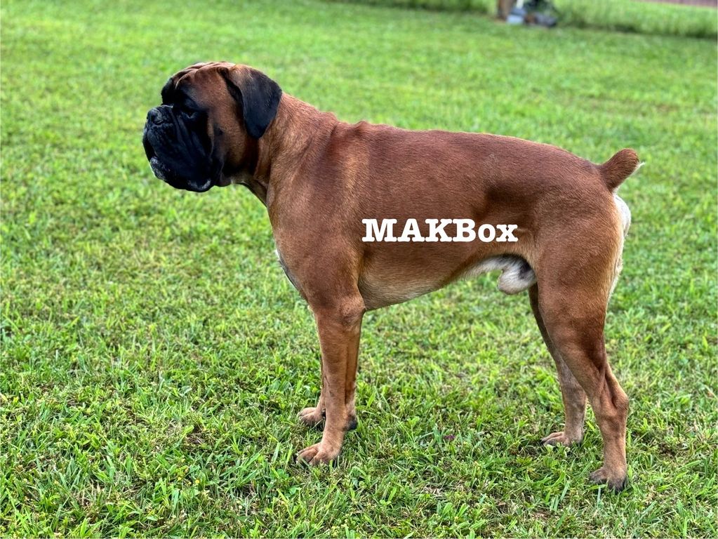A muscular brown Boxer dog standing on green grass.