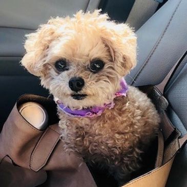 Teacup poodle commuting