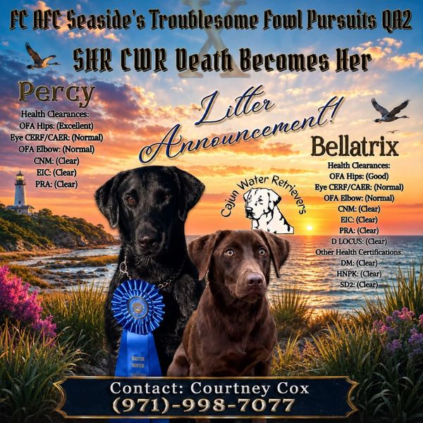 Litter announcement of two puppies with health clearances.
