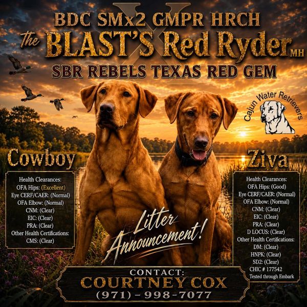 Litter announcement featuring two Red Ryder dogs, Cowboy and Ziva.