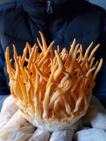 USA Grown Cordyceps Militaris