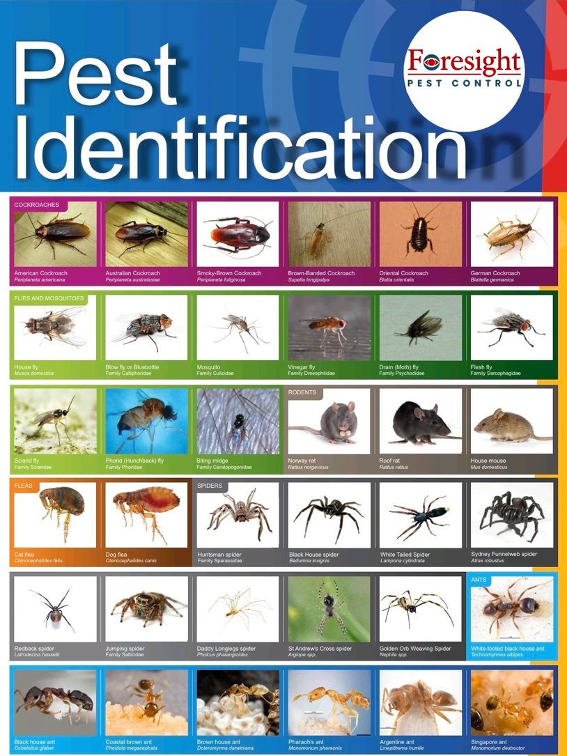 Chart showing identification of various pests including cockroaches, flies, mosquitoes, rodents, fleas, spiders, and ants.