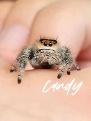 spiders out now 🖤 #childofdivorce #originalsong #indiemusic #fyp