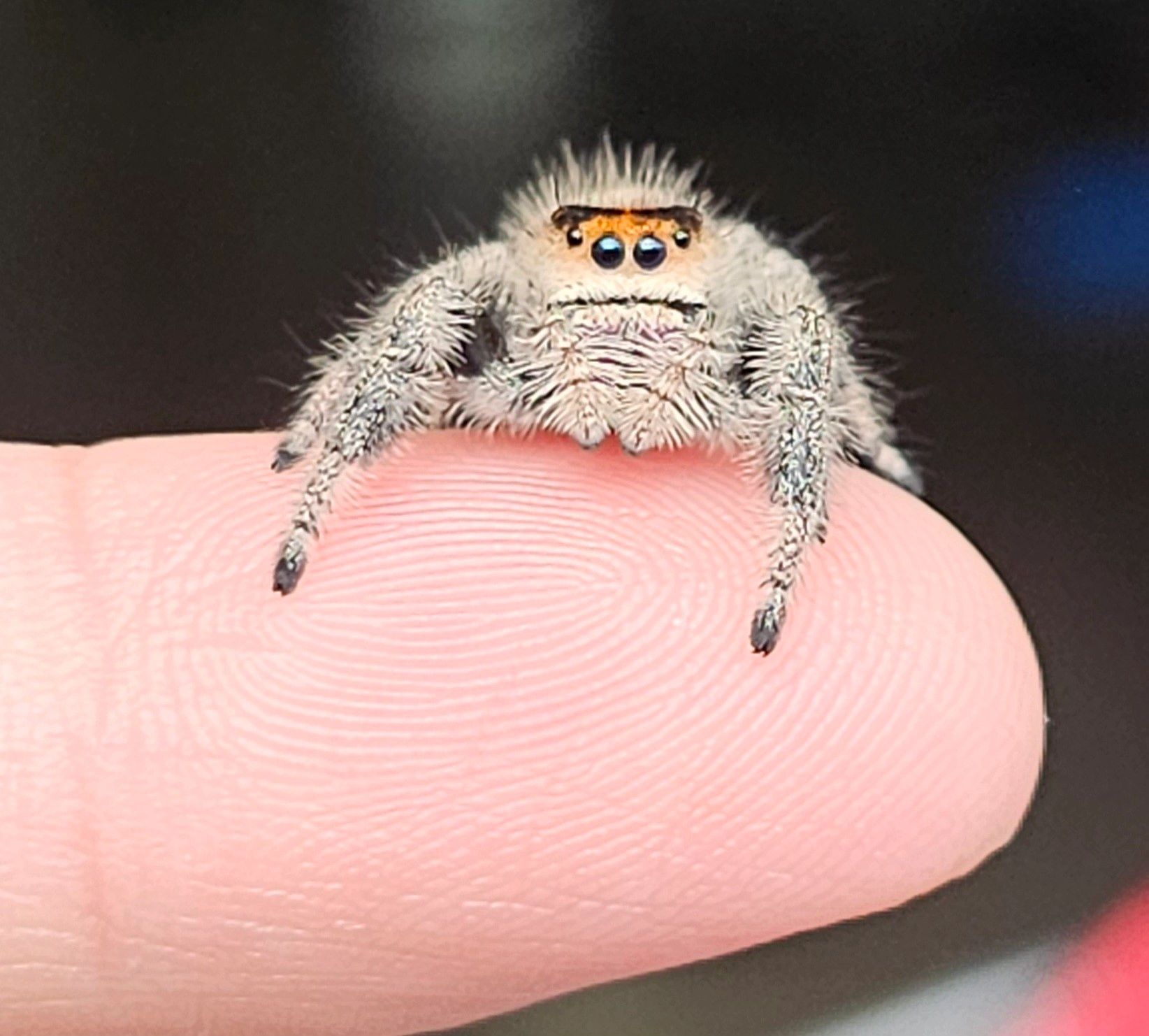 Jumping Spiders Are the Cutest, and You Can Catch Your Own