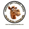 Hervey Bay Camel Rides