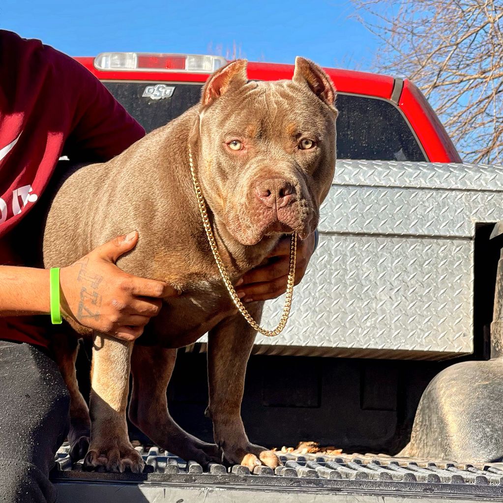 Zion: Established May 25th, 2021
ABKC registered American XL Bully
Lilac Ghost Trindle 