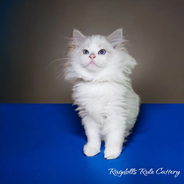 Broadway Ragdolls Cattery LLC