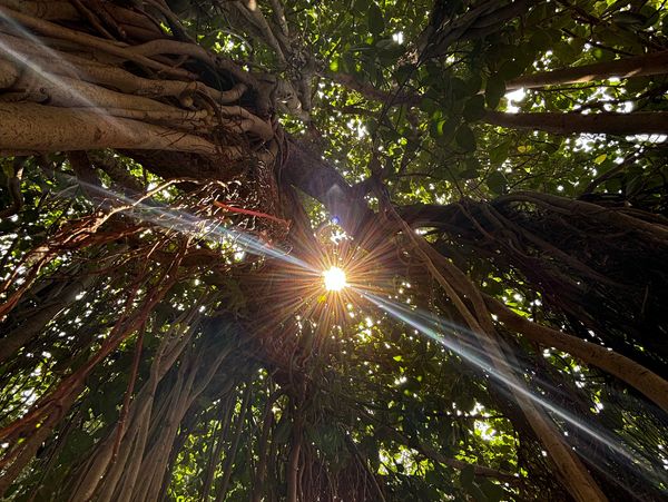 Underneath the banyan tree where the Bhagavad Gita was first recited in Kurukshetra, India.