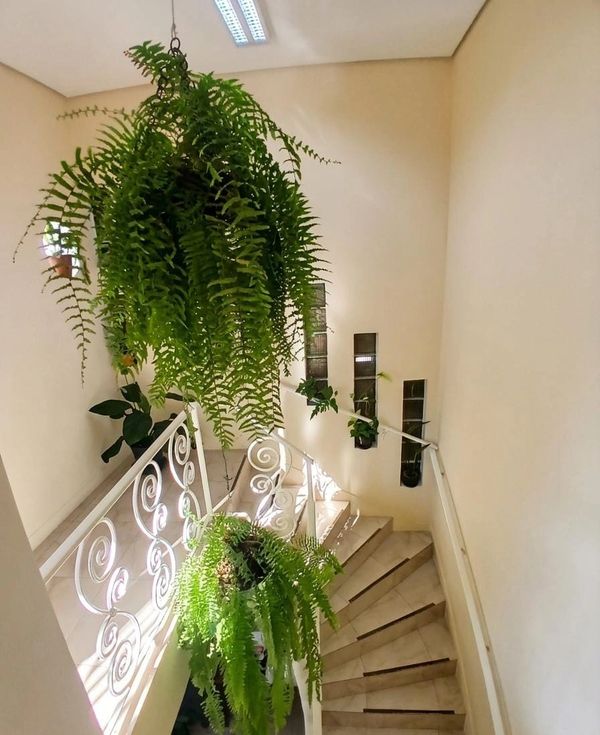 Indoor staircase decorated with hanging green ferns and potted plants.