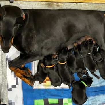 Doberman mother nursing her puppies.