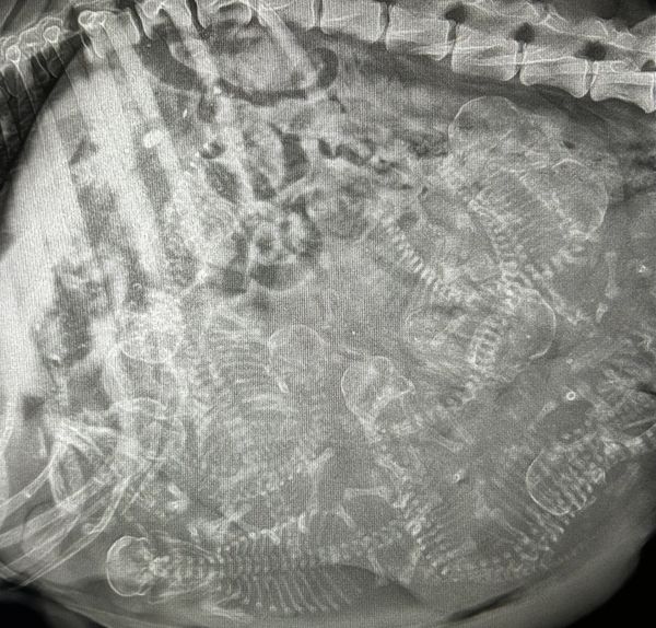 Puppy count X-Ray