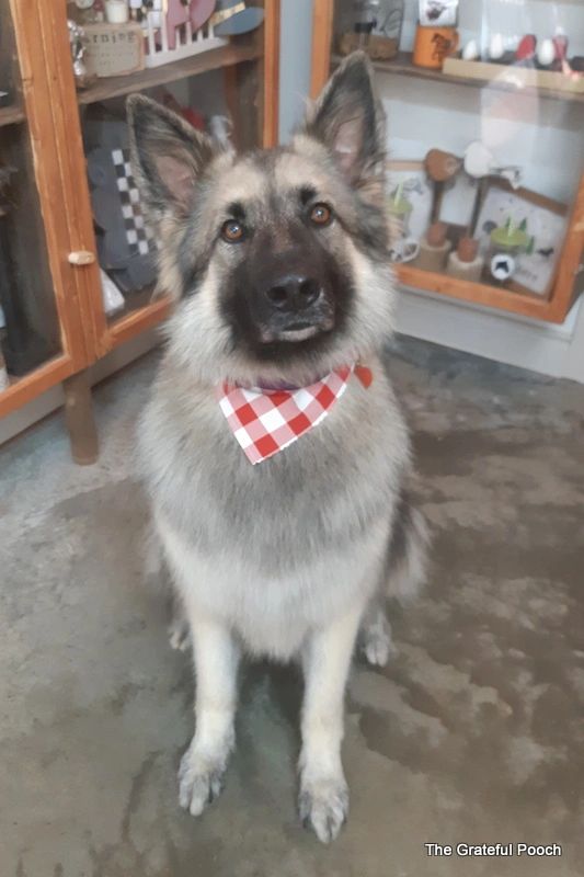 The Grateful Pooch dog grooming listing photo