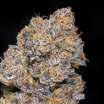Close-up of a frosty cannabis bud with purple hues and orange pistils.