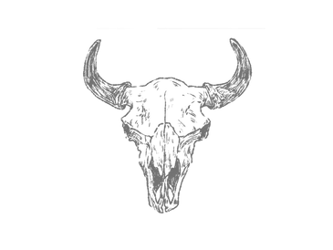 Black and white drawing of a bull skull with horns.