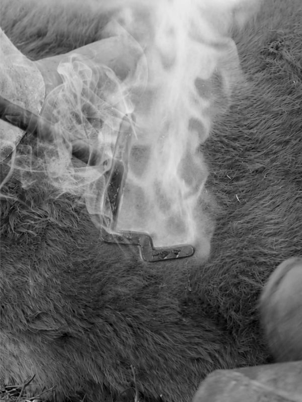 A branding iron heated with smoke rising, pressed on animal fur.