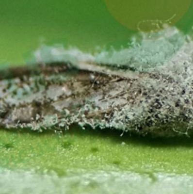 Os biosinsumos são alternativas para a atividade agropecuária no controle de pragas, doenças.