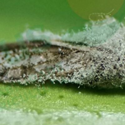 Os biosinsumos são alternativas para a atividade agropecuária no controle de pragas, doenças.