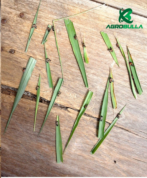 CIGARRINHAS DAS PASTAGENS MORTAS APÓS APLICAÇÃO DE CHROMOBACTERIUM VIOLACEUM.