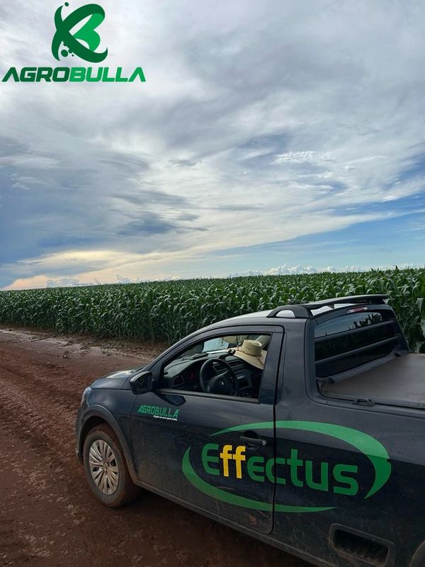MILHO SAFRINHA TRATADO COM EFFECTUS 4,5L  / HA, EM SUBSTITUIÇÃO  DE FUNGICIDAS PROTETIVOS.
