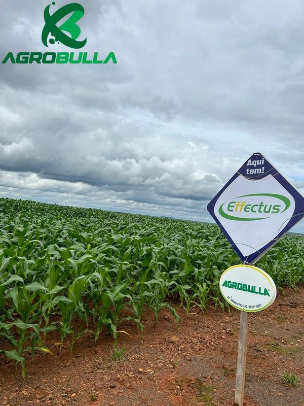 EFFECTUS APLICADO EM MILHO SAFRINHA DOSE DE 4,50L/HA.
