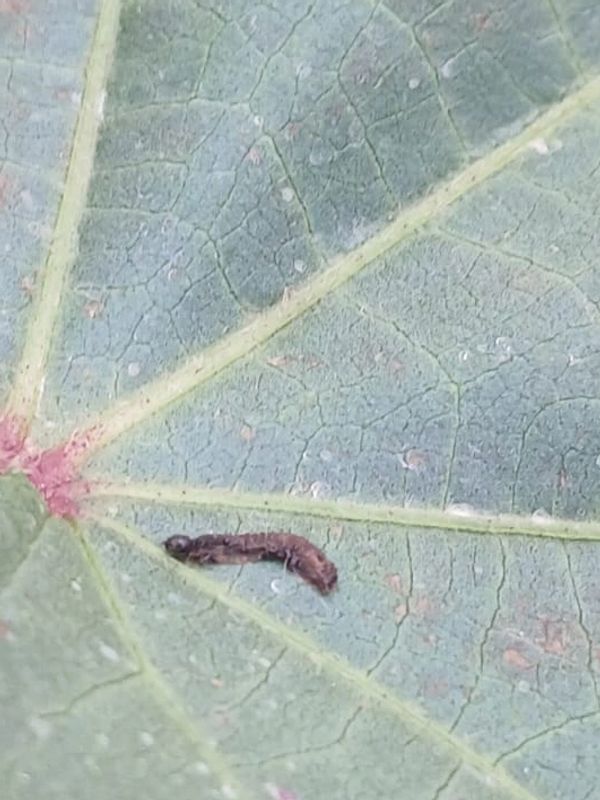 Controle de lagartas na cultura do algodão com uso de inseticida On Farm pronto uso da Agrobulla.