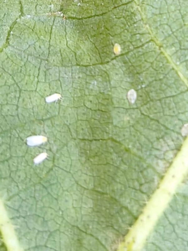 Mosca branca no algodoeiro controlada com uso de bioinsumos On Farm da Agrobulla.