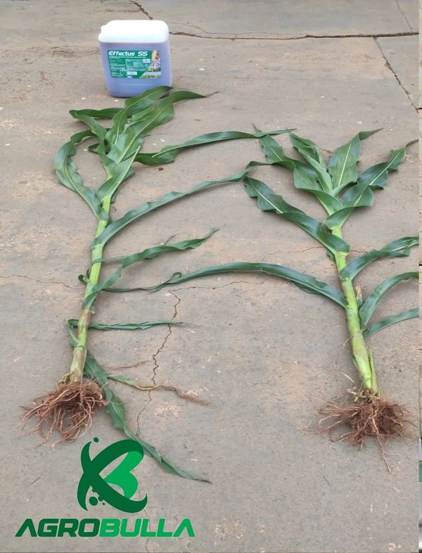 COMPARATIVO PLANTA DE MILHO COM EFFECTUS X SEM EFFECTUS.