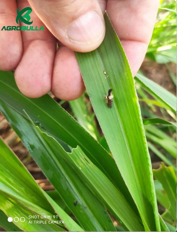 SPODOPTERA FRUGIPERDA PASTAGEM CONTROLADA COM APLICAÇÃO DE BACILLUS THURINGIENSIS PRODUZIDO ONFARM
