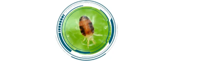  Ácaro rajado (Tetranychus urticae)  Acaricida microbiológico para manejo biológico de ácaros.