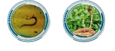 Nematoide das Lesões (Pratylenchus brachyurus) 
Damping-off (Rhizoctonia solani)
