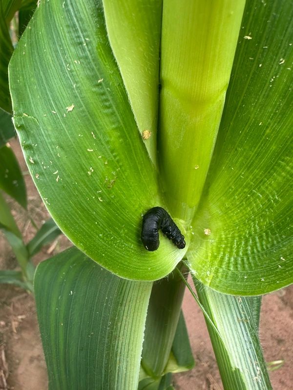 Spodoptera frugiperda
