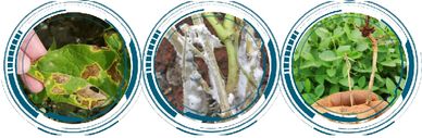 Murcha-de-fusarium (Fusarium oxysporum f. sp. lycopersici)
Mofo branco (Sclerotinia sclerotiorum)
Po
