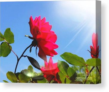 canvas art with a red flower and blue sky