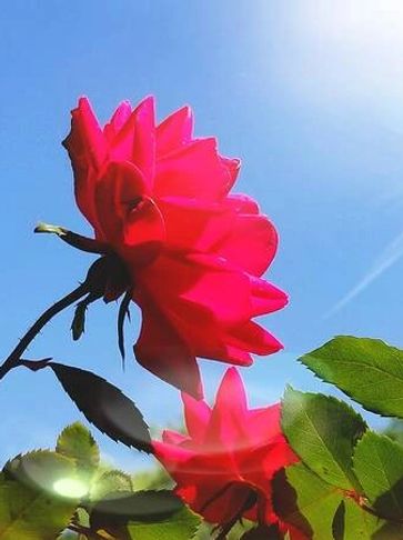 Red rose blue sky and green leaves