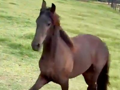 2022 Gorgeous tall and elegant Friesian mare that is the sweetest ever! 