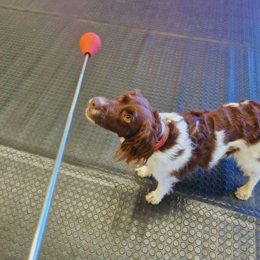 A brown and white dog looks up at a toy on a stick indoors.