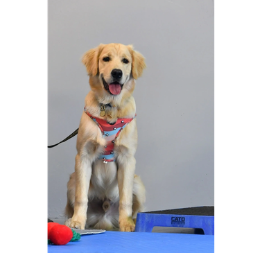 Golden retriever puppy sitting with a pink harness on.