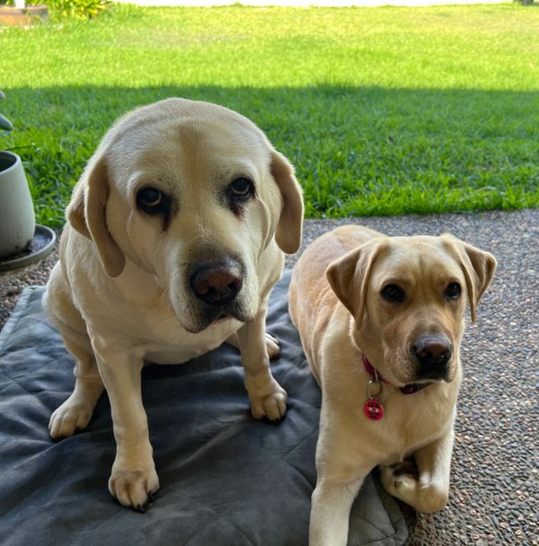 Kirsten's retired Guide Dog Violet and Seeing Eye Dog Kimba. Both are golden Labradors, Violet is si