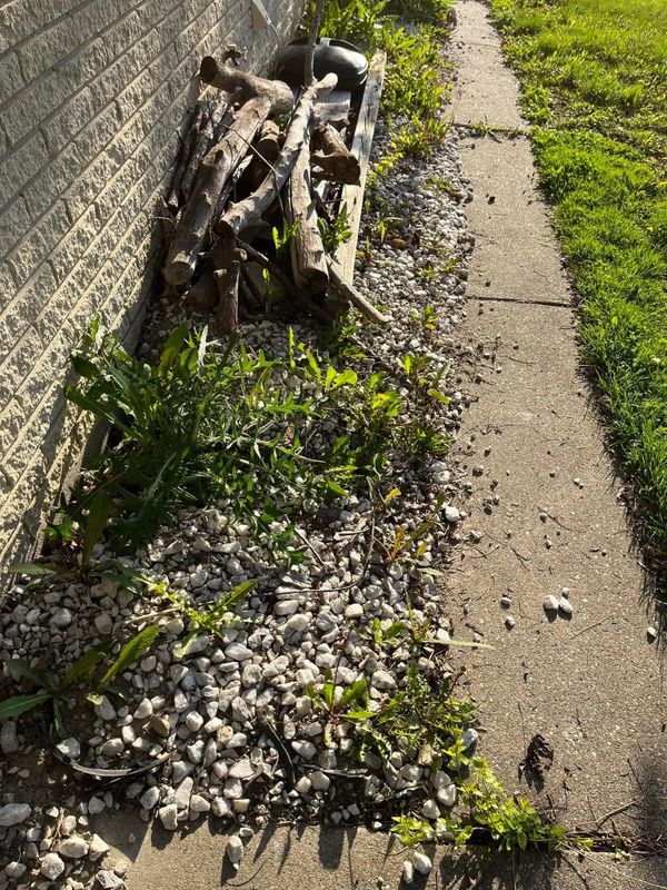 Before landscape project.