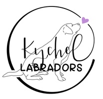 Kychel Labradors