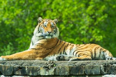 Amur tiger