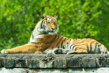 Amur tiger