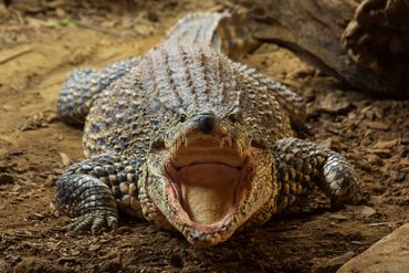 Crocodile with mouth open