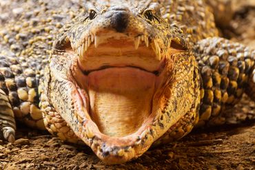 Crocodile with mouth open
