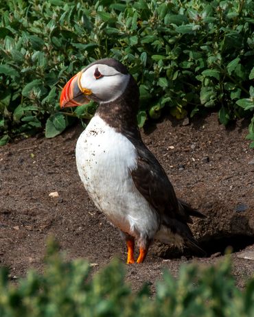 Puffin at Inner Farne Islands