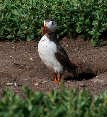 Puffin at Inner Farne Islands