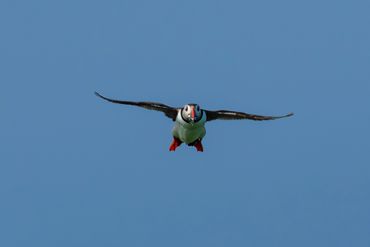 Puffin at Inner Farne Islands