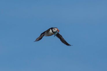 Puffin at Inner Farne Islands