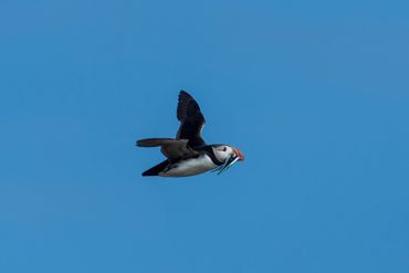 Puffin at Inner Farne Islands