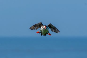 Puffin at Inner Farne Islands